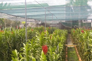 Xây dựng làng nghề hoa - cây kiểng, cá cảnh tại huyện Củ Chi