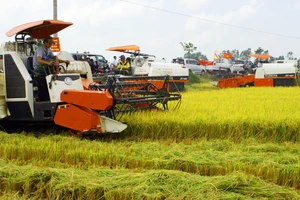 Đầu tư công nghệ tạo đột phá cho hạt gạo