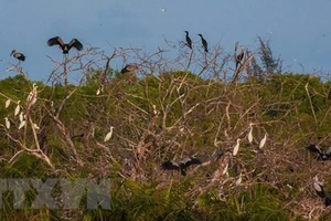 Nhiều loài chim quý hiếm về vườn chim Bạc Liêu cư trú
