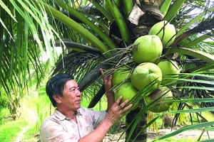 Cây dừa đem lại nguồn thu nhập chính cho nhiều người dân Bến Tre