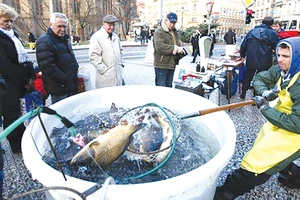  Người Czech chọn mua cá chép trong dịp Giáng sinh 