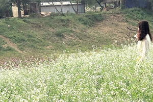 Cánh đồng hoa cải ở bãi đá sông Hồng, Hà Nội. Ảnh: H.G