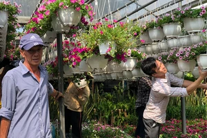  Chăm sóc hoa tại một vựa hoa kiểng trên đường Phan Huy Ích (quận Gò Vấp)