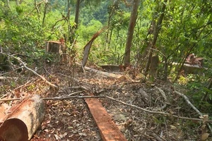Nhiều diện tích rừng bị chặt phá