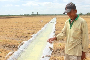 Ông Lâm Văn On (huyện Long Phú, Sóc Trăng) chuyển từ sản xuất lúa sang hoa màu bằng cách trữ nước ngọt. Ảnh: TUẤN QUANG