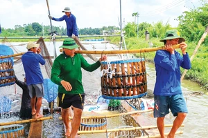 Nhiều diện tích nuôi cá tra ở huyện Châu Thành, tỉnh An Giang quá kỳ thu hoạch nhưng khó bán bởi giá thấp