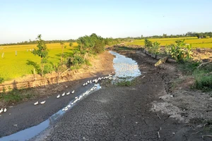 Nhiều kênh mương ở Tiền Giang khô kiệt, ảnh hưởng đến vụ lúa đông xuân. Ảnh: TÍN HUY