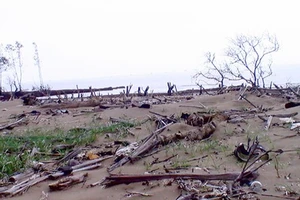 Sóc Trăng: Nhiều diện tích rừng phòng hộ ven biển chết khô