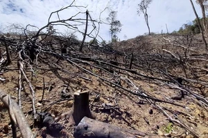 Khởi tố vụ chặt phá và đốt 2ha rừng đầu nguồn sông Bồ