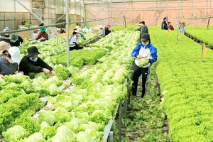 Hoạt động sản xuất, tiêu thụ nông sản ở Đà Lạt dần hồi phục