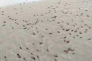 Khuyến cáo người dân hạn chế ăn ốc trôi dạt vào bờ biển