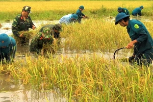 Bộ đội và lực lượng dân quân tự vệ giúp dân thu hoạch lúa bị ngập úng ở huyện Trần Văn Thời, Cà Mau