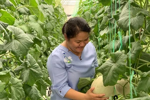 Mô hình trồng dưa lưới sạch cho năng suất thu hoạch và giá trị gia tăng cao tại Đông Thạnh, huyện Hóc Môn