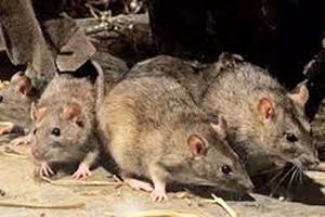 Băn khoăn 30 tỷ đồng diệt chuột
