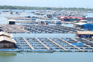 Bà Rịa – Vũng Tàu: Kêu gọi tiêu thụ thủy sản cho người dân vùng bị giải tỏa