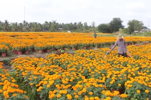 Chợ Lách là trung tâm sản xuất hoa kiểng và cây giống lớn nhất ĐBSCL