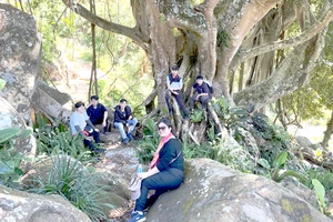 Du khách tham quan cây si cổ khi trải nghiệm sản phẩm du lịch sinh thái tại đèo Tà Nung, TP Đà Lạt