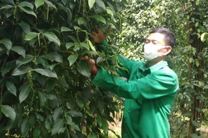 Vườn tiêu hữu cơ của HTX hồ tiêu Lộc Quang, huyện Lộc Ninh, tỉnh Bình Phước