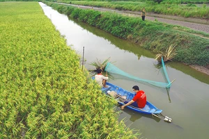 Sản xuất lúa hữu cơ kết hợp nuôi tôm ở Trà Vinh cho hiệu quả cao. Ảnh: TÍN DI