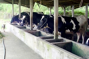 Trại chăn nuôi bò sữa