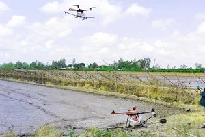 Drone ngày càng xuất hiện nhiều trên đồng ruộng Hậu Giang