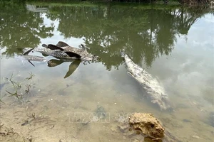 Quảng Ngãi: Điều tra nguyên nhân cá chết hàng loạt trên sông Bàu Giang