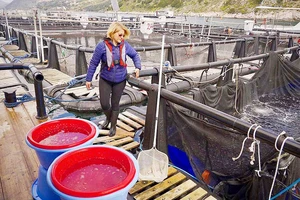 Katerina Katsika có kinh nghiệm chăm nuôi cá lồng hơn 30 năm