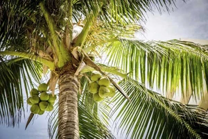 Những cây dừa gắn liền với tuổi thơ và đời sống phương Nam