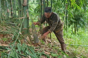 Ông Lê Minh Hoàng tại cánh rừng tre tiền tỷ của gia đình
