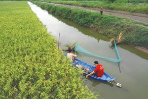 Mô hình lúa hữu cơ kết hợp nuôi tôm càng xanh của HTX Long Hiệp (huyện Trà Cú, tỉnh Trà Vinh) đạt hiệu quả cao. Ảnh: TÍN DI 