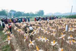 Nông dân ở các địa phương tham quan mô hình trồng bắp làm thức ăn chăn nuôi tại tỉnh Thái Nguyên