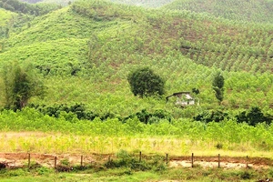 Một khu đất ở xã Canh Hòa, huyện Vân Canh, tỉnh Bình Định bị cấp sổ đỏ sai. Ảnh: NGỌC OAI