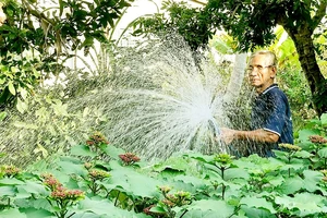 Nông dân Sa Đéc (tỉnh Đồng Tháp) tưới nước ruộng hoa phục vụ tết. Ảnh: PHAN HUY