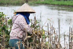 Nông dân ở vùng trồng mai An Nhơn (Bình Định) lội nước ngập chăm sóc mai. Ảnh: NGỌC OAI