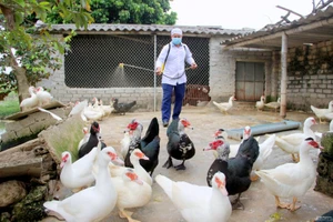 Tỉnh biên giới giáp Việt Nam có ca mắc cúm A (H5N1): Tăng cường giám sát, chủ động phòng chống