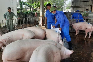 Mô hình chăn nuôi heo nái ở xã Bình Minh, huyện Trảng Bom đang được mở rộng tại nhiều địa phương