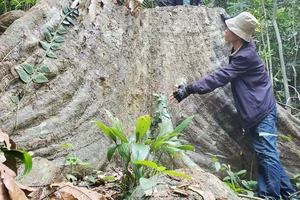 PV Báo SGGP (bìa phải) bên gốc cây rừng cổ thụ hàng trăm năm tuổi với đường kính rất lớn bị cưa hạ giữa rừng phòng hộ Vân Canh