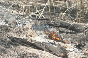 Vụ cháy ở Đà Lạt ảnh hưởng khoảng 10ha rừng