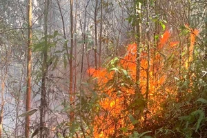 Huy động hàng trăm người tham gia chữa cháy rừng ở Hà Tĩnh