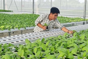 Mô hình trồng rau theo công nghệ cao của HTX Tuấn Ngọc đã được nhân rộng ra nhiều tỉnh, thành phố trong cả nước