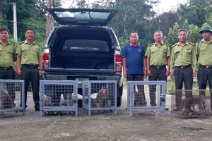 Đàn khỉ vàng được đưa về thả ở Vườn Quốc gia Kon Ka Kinh