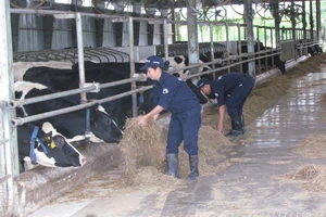 Trang trại chăn nuôi bò của Công ty Vinamilk tại huyện Bến Cầu, tỉnh Tây Ninh. Ảnh: ĐẠI DƯƠNG