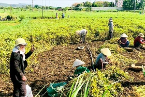 HTX nông nghiệp du lịch cộng đồng An Mỹ (Phú Yên) đang gặp khó khăn do thiếu vốn và thiếu đất. Ảnh: NGỌC OAI