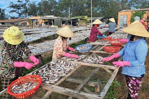 Làng cá Phước Hải, thị trấn Đất Đỏ, tỉnh Bà Rịa - Vũng Tàu chế biến cá khô phục vụ dịp Tết Nguyên đán. Ảnh: NÔNG NGÂN
