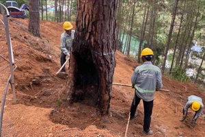 Hơn 120 cây thông bị lấp gốc, cắt rễ, chết tại dự án nghỉ dưỡng Núi Hoa Đà Lạt