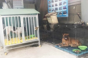 Thêm 2 ổ dịch, 12 người ở Đồng Nai bị chó dại cắn