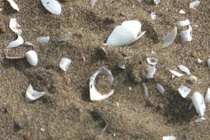 Nhiều vỏ sò biển được phát hiện tại khu vực thi công đường cao tốc Bắc - Nam đoạn qua huyện Vị Thủy, tỉnh Hậu Giang. Ảnh: VĨNH TƯỜNG