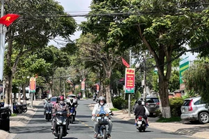 Đề xuất chặt hạ 52 cây sò đo cam để mở rộng đường Lê Hồng Phong, TP Đà Lạt