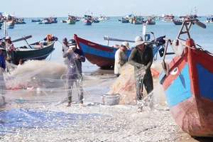 Tàu thuyền liên tục cập bến sau những chuyến đánh bắt cá mai vào buổi sáng