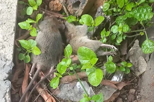 Xác chuột ngoài đường - mầm mống của bệnh dịch hạch